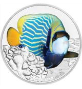 Angelfish 1 Oz