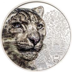Levhart sněžný 1 Oz Mongolsko 2024